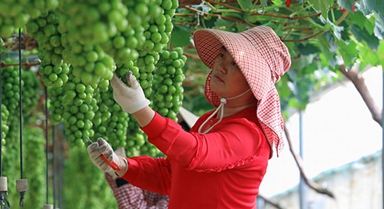 云南陸良：葡萄園里勞作忙