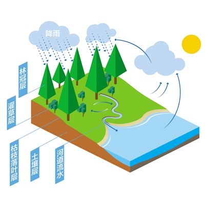 森林為什么是“水庫(kù)”？
