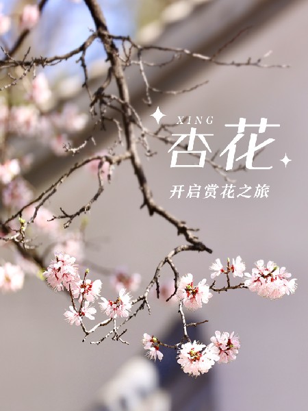 追花指南第六期！杏花雨 楊柳風(fēng) 北京最美的杏花在這里