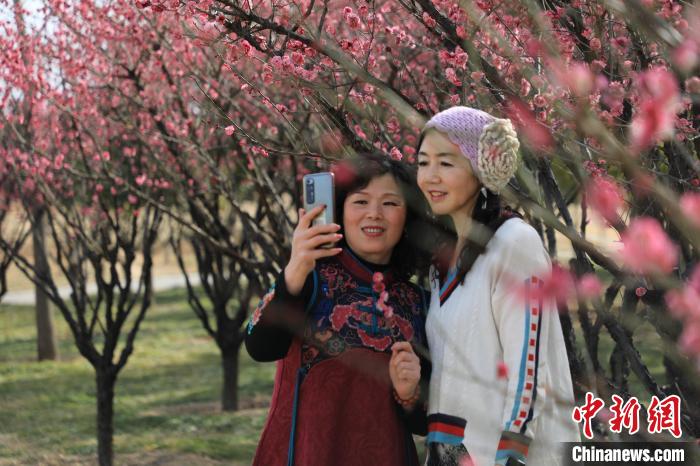市民在梅花樹下拍照?！∴囆?攝