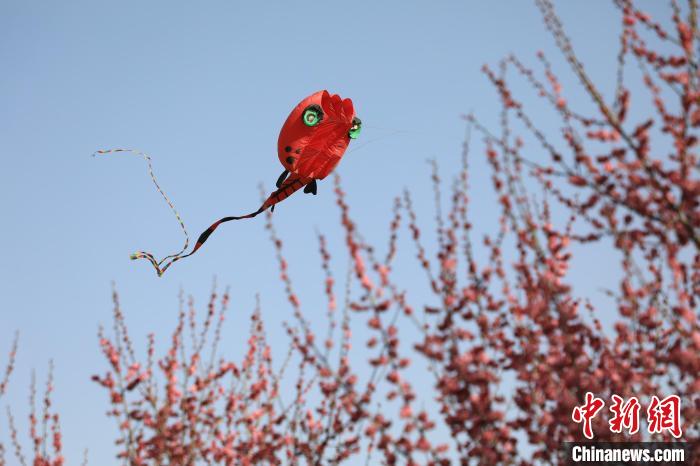 風箏在花中飛舞?！∴囆?攝