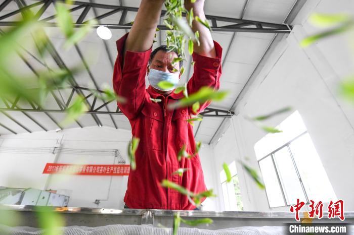 村民將茶葉攤青晾干?！钊A峰 攝