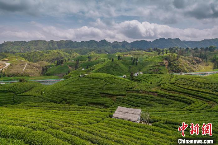 貴定縣云霧茶園。　唐哲 攝