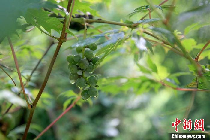 野生動(dòng)物在北京：如何筑牢生物多樣性“保護(hù)網(wǎng)”？