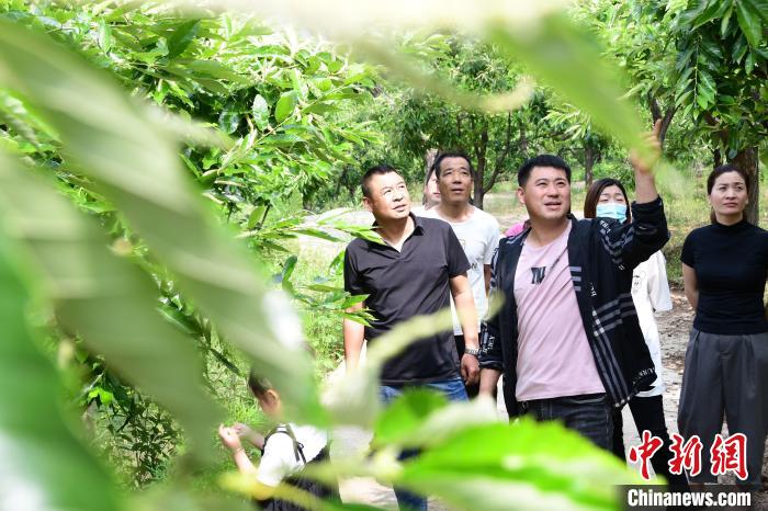 游客在欣賞栗樹花?！『略破?攝