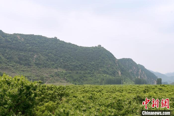 長城腳下萬畝栗花綻放，散發(fā)出淡淡清香?！『略破?攝