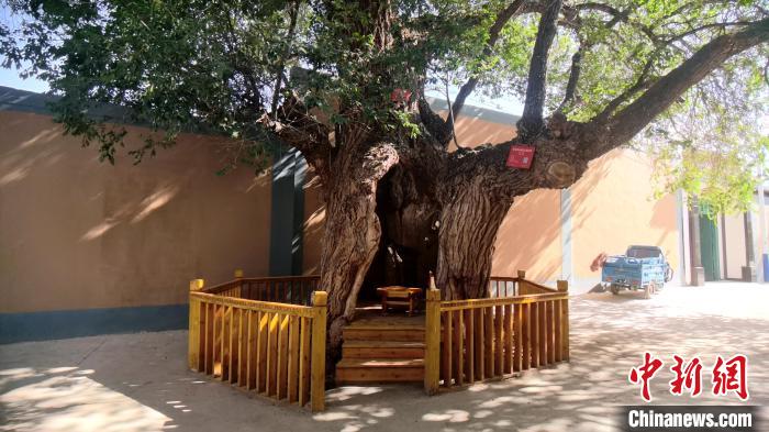圖為阿河灘地質(zhì)文化村樹齡高達800年的空心古榆樹。　張海雯 攝