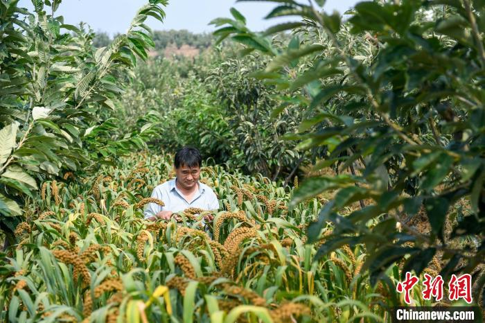 農(nóng)業(yè)專家劉正理正在查看谷子生長情況。　趙亮 攝