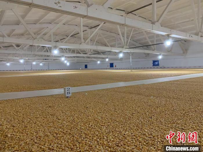 倉內(nèi)清涼干爽、遍地金黃，上千平方米的糧食盡收眼底?！⊥趸萘?攝