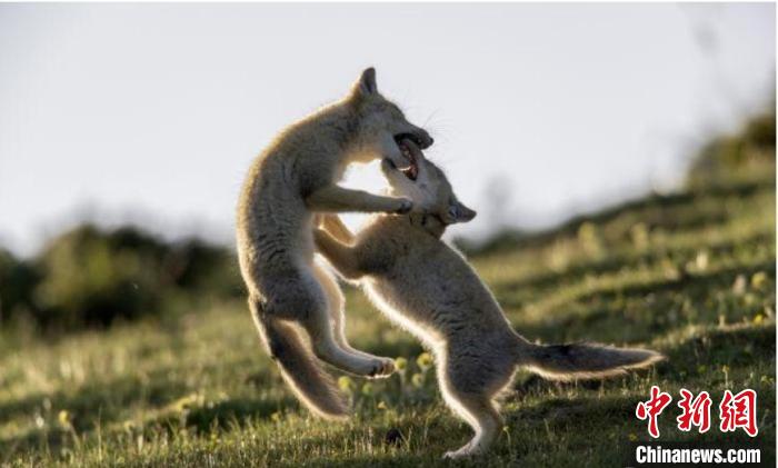 圖為郝進(jìn)芳的作品《難分勝負(fù)》?！∏嗪Ｊ∑钸B山自然保護(hù)協(xié)會(huì)供圖