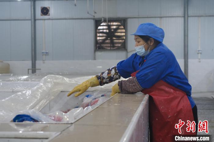 圖為一名工人正在檢查酸筍腌制情況。　劉俊聰 攝