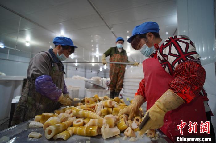 圖為多名工人正在將酸筍切成小塊?！№f國政 攝