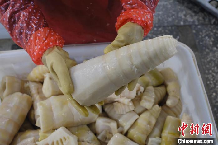 圖為整根腌制后撈出的酸筍?！⒖÷?攝