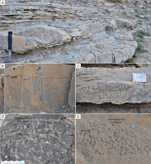 寒武系生物礁沉積模式示意圖?！∧瞎潘?供圖