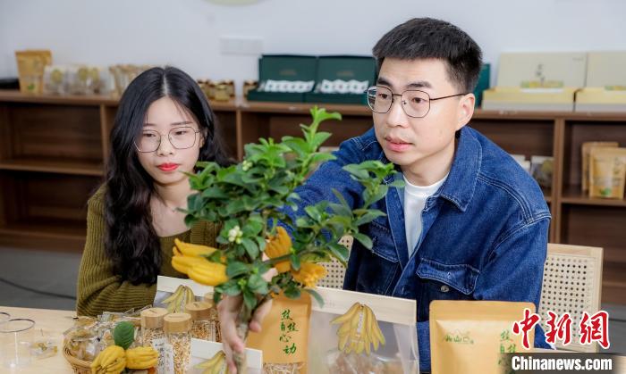 北山口村的佛手電商直播?！≈鬓k方供圖