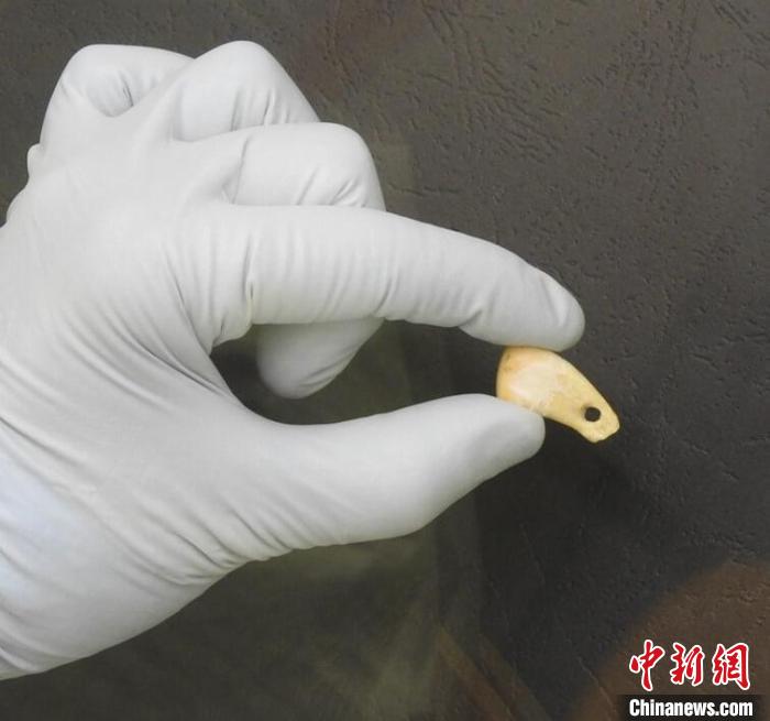 打孔鹿牙墜飾提取DNA后(圖片來自馬克斯·普朗克演化人類學(xué)研究所)?！∈┢樟指瘛ぷ匀?供圖