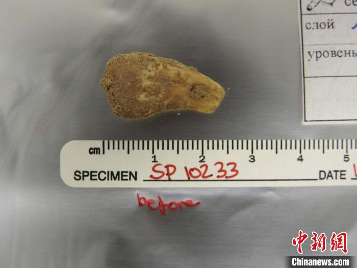 打孔鹿牙墜飾提取DNA前(圖片來自馬克斯·普朗克演化人類學(xué)研究所)。　施普林格·自然 供圖