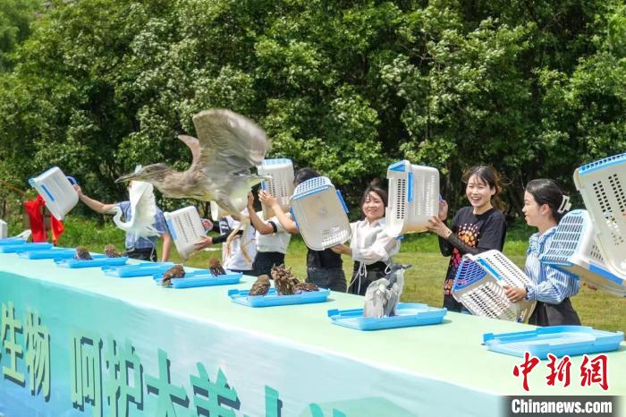 珍稀野生鳥類放生現(xiàn)場 吳拯 攝