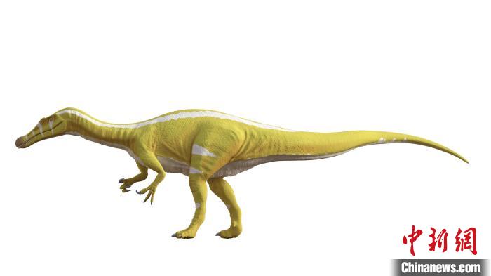 棘龍類(lèi)新物種Protathlitis cinctorrensis(圖源Grup Guix)?！∈┢樟指瘛ぷ匀?供圖