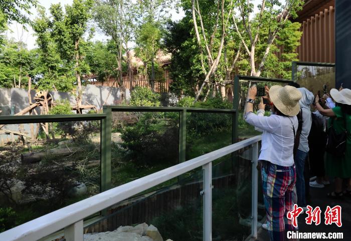 海外華文媒體近距離參觀大熊貓，探尋大熊貓的“大運情緣”。　王磊 攝
