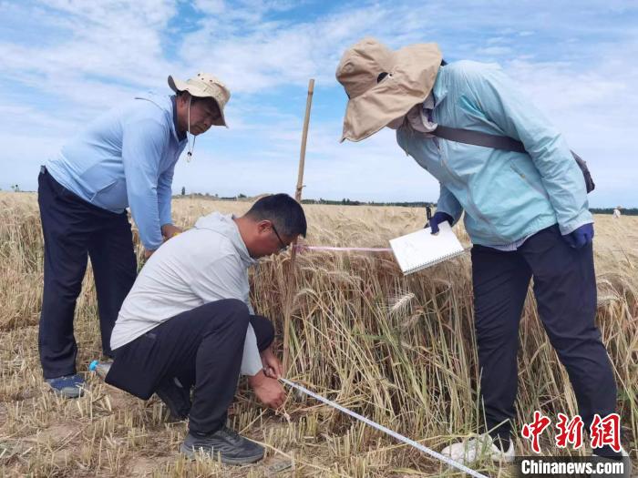 去年新疆冬小麥高產(chǎn)紀(jì)錄是863.8公斤?！⊙Μ| 攝