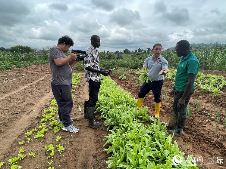 人民網(wǎng)記者走進(jìn)尼日利亞農(nóng)業(yè)技術(shù)示范中心。人民網(wǎng)記者 趙艷紅攝