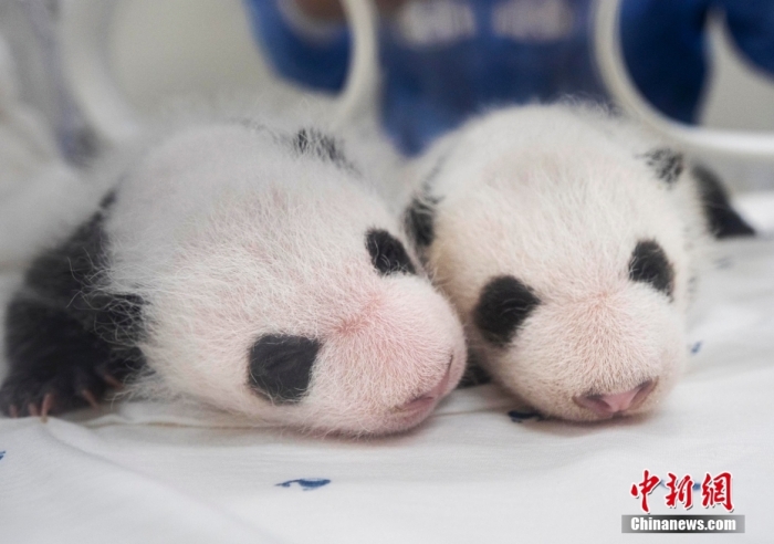 當?shù)貢r間8月7日，韓國三星愛寶樂園公布雌性雙胞胎大熊貓幼崽(左為姐姐，右為妹妹)于6日拍攝的滿月照。愛寶樂園 供圖