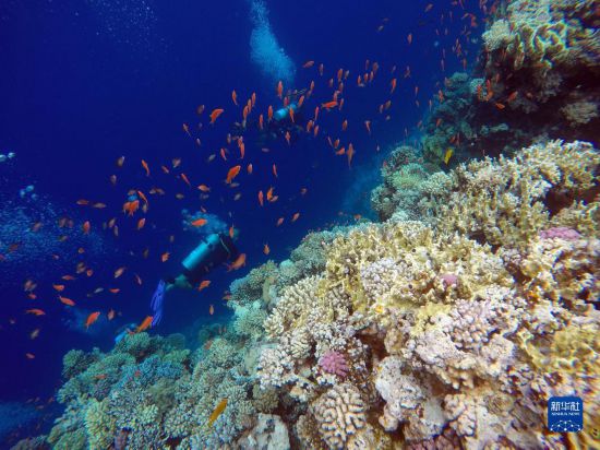  10月2日，人們?cè)诎＜拔髂伟雿u達(dá)哈布藍(lán)洞內(nèi)的珊瑚旁深潛。新華社記者 隋先凱 攝