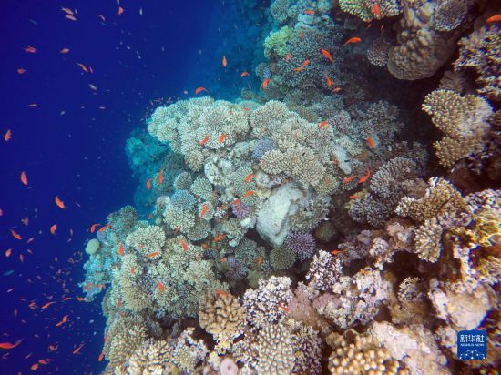  這是10月2日在埃及西奈半島達(dá)哈布藍(lán)洞內(nèi)拍攝的珊瑚和魚類。新華社記者 隋先凱 攝