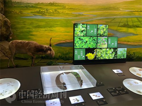   （中醫(yī)藥博物館展出的各類中藥材令人應接不暇。中國經濟周刊記者 郭志強 攝）