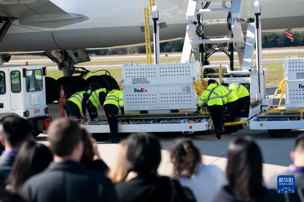 11月8日，在美國弗吉尼亞州的華盛頓杜勒斯國際機場，裝有大熊貓的特制“旅行包廂”準備運上專機。新華社記者劉杰攝