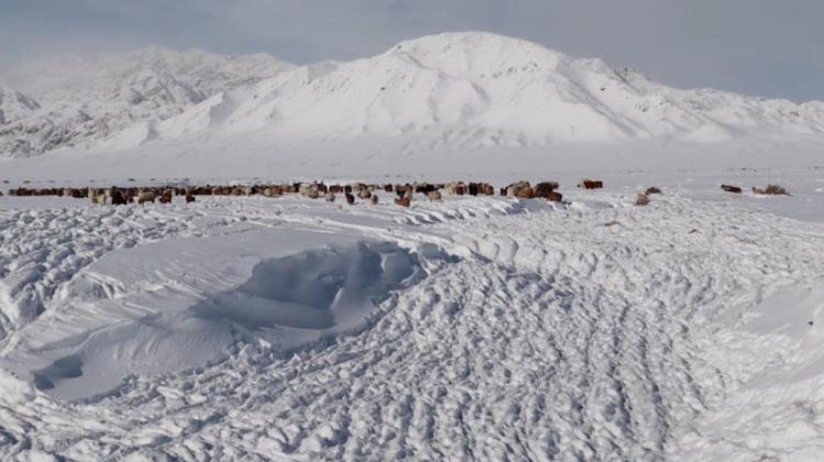 蒙古國近日發(fā)生雪災。圖片來源：蒙政府網(wǎng)站