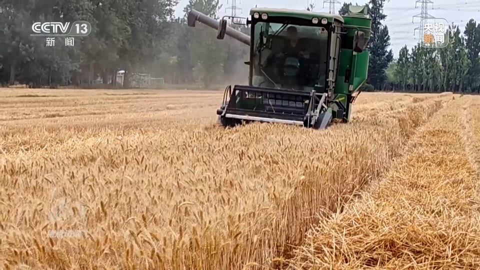 焦點訪談丨一粒良種 萬擔好糧 探索農作物高產(chǎn)高質“新密碼”