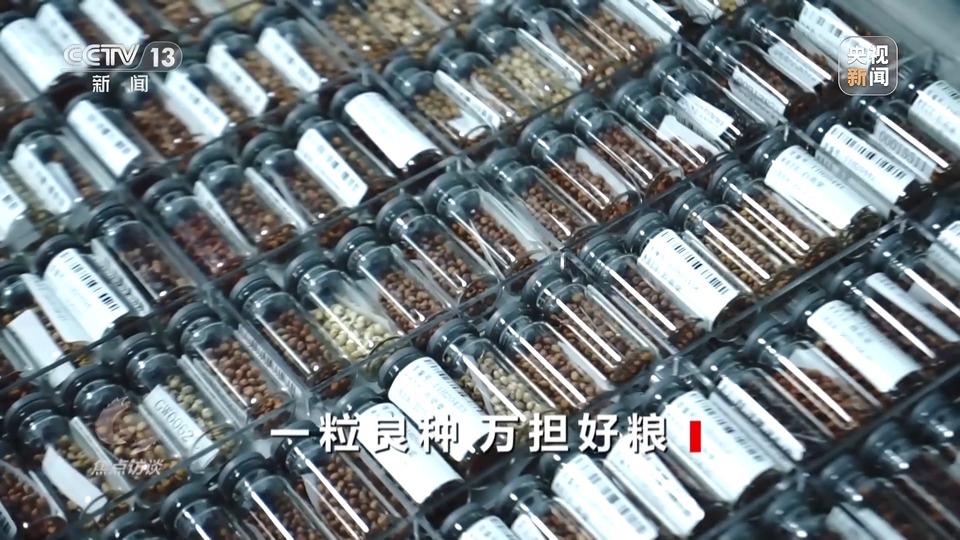 焦點訪談丨一粒良種 萬擔好糧 探索農作物高產(chǎn)高質“新密碼”