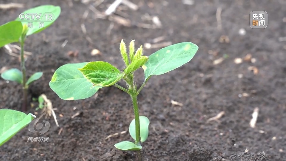 焦點訪談丨一粒良種 萬擔好糧 探索農作物高產(chǎn)高質“新密碼”