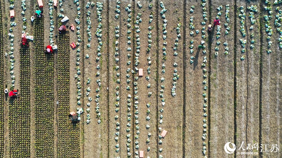 效佐社區(qū)村民對(duì)苗木進(jìn)行田間管理。丁華明攝