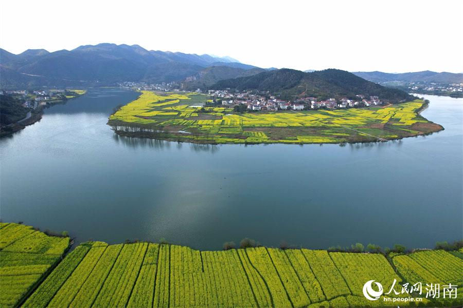 春江水暖，油菜花開。人民網(wǎng) 李芳森攝
