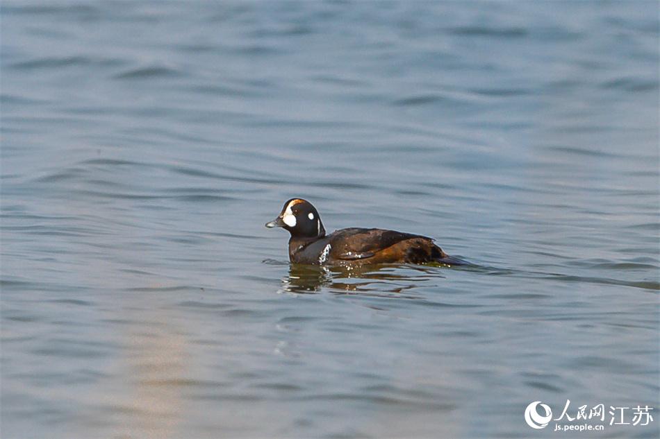 丑鴨首次現(xiàn)身鹽城黃海濕地。 周晨曦攝