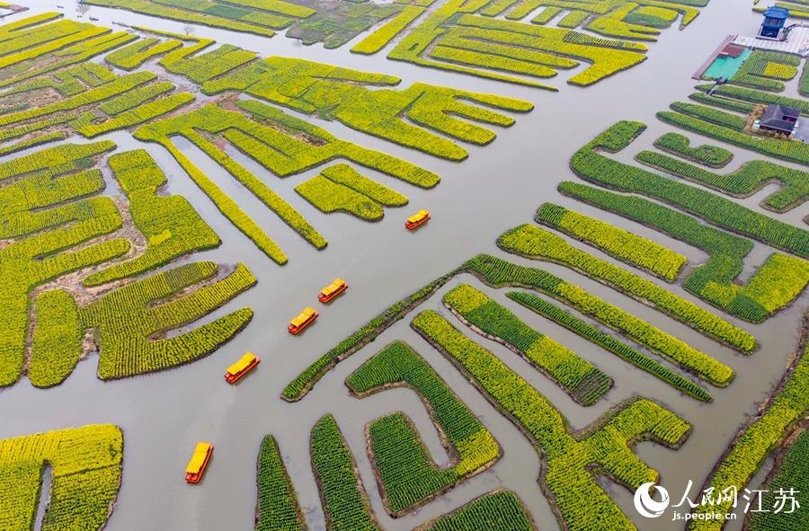 萬畝“垛田”陸續(xù)披上金裝。周社根攝