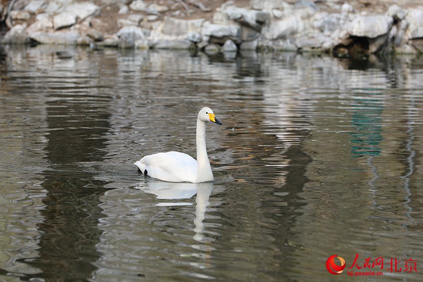 北京動物園水禽湖上，水鳥游弋其中，傳遞春的消息。人民網(wǎng) 尹星云攝