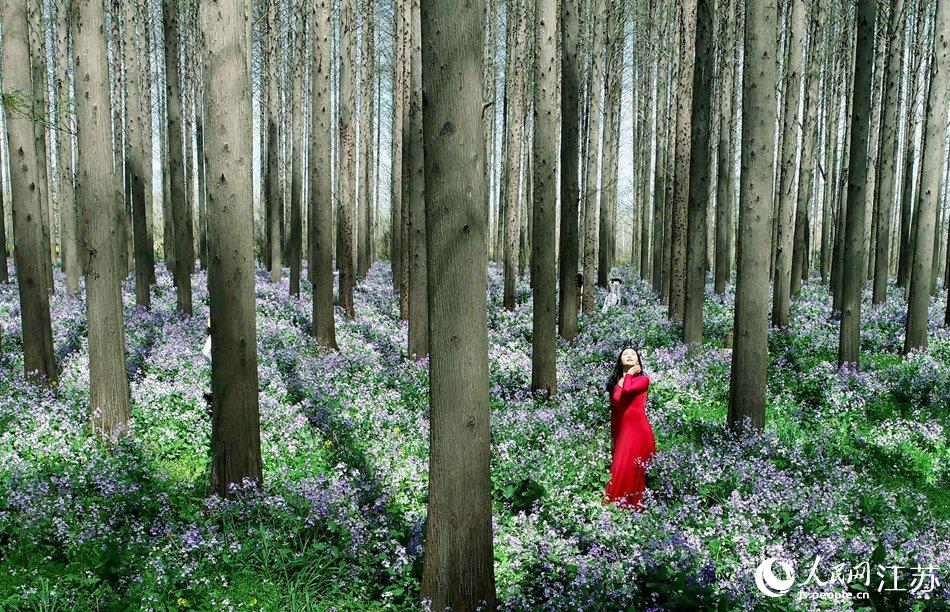 大地好像鋪上了夢幻般的地毯，分外迷人。陳義寶攝
