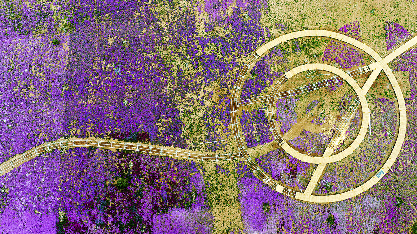 邯鄲市復(fù)興區(qū)德豐生態(tài)園的300畝芝櫻花進(jìn)入最佳觀賞期。放眼望去，五彩音符和豎琴造型下的芝櫻花恰似披上了一層色彩斑斕的錦緞，蔚為壯觀。聶長青攝