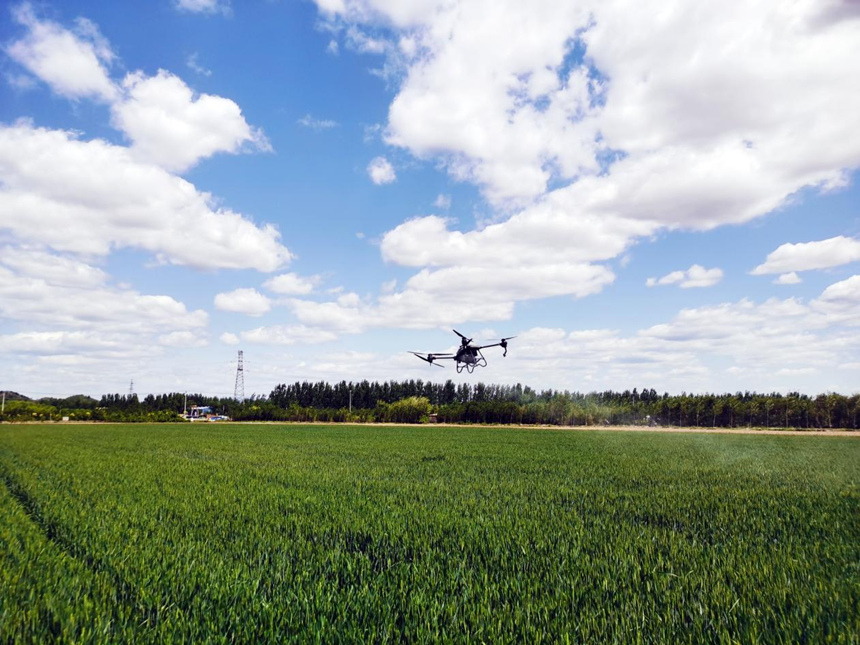 河北省遷安市扣莊鎮(zhèn)海沃之豐合作社利用植保無人機(jī)進(jìn)行“一噴三防”作業(yè)。 張友青攝
