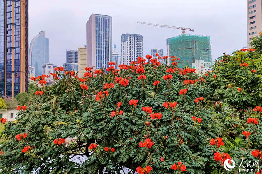 廈門火焰木進入盛放期。人民網(wǎng) 陳博攝