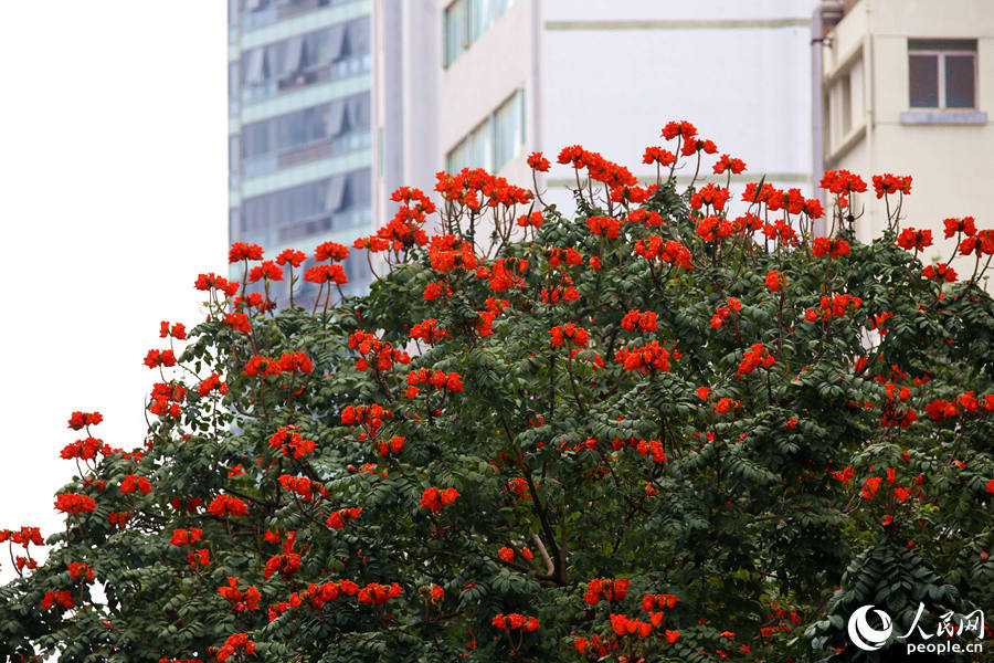 廈門市金榜公園旁的火焰木滿樹繁花。人民網(wǎng) 陳博攝