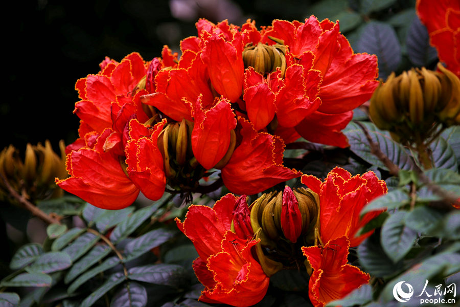 一朵朵紅花在枝葉頂端綻放。人民網(wǎng) 陳博攝