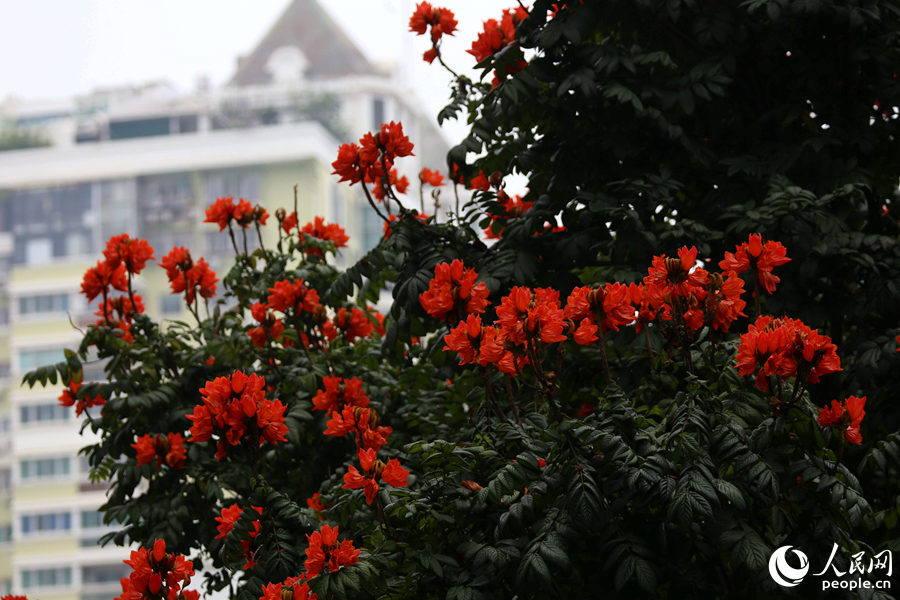 火焰木花朵遠觀猶如燃燒的火。人民網(wǎng) 陳博攝