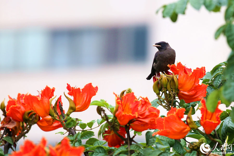 一只小鳥在火焰木花朵間眺望。人民網(wǎng) 陳博攝