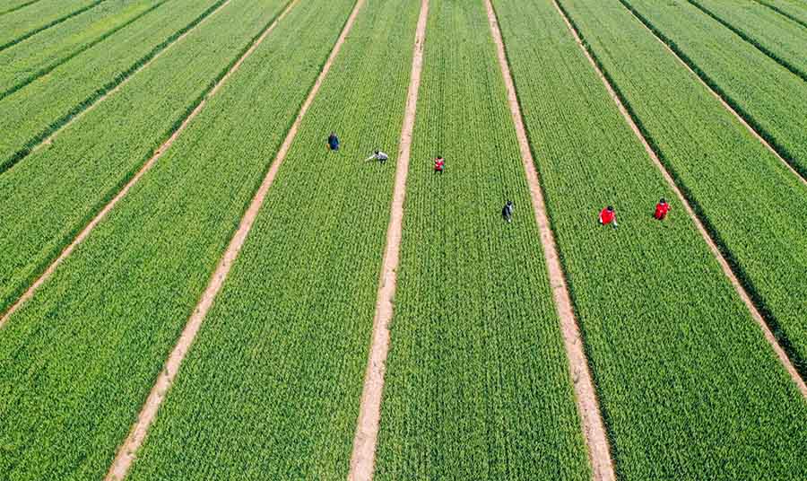 山東省鄒平市蔡家村高標準農(nóng)田，農(nóng)民在進行去雜作業(yè)。