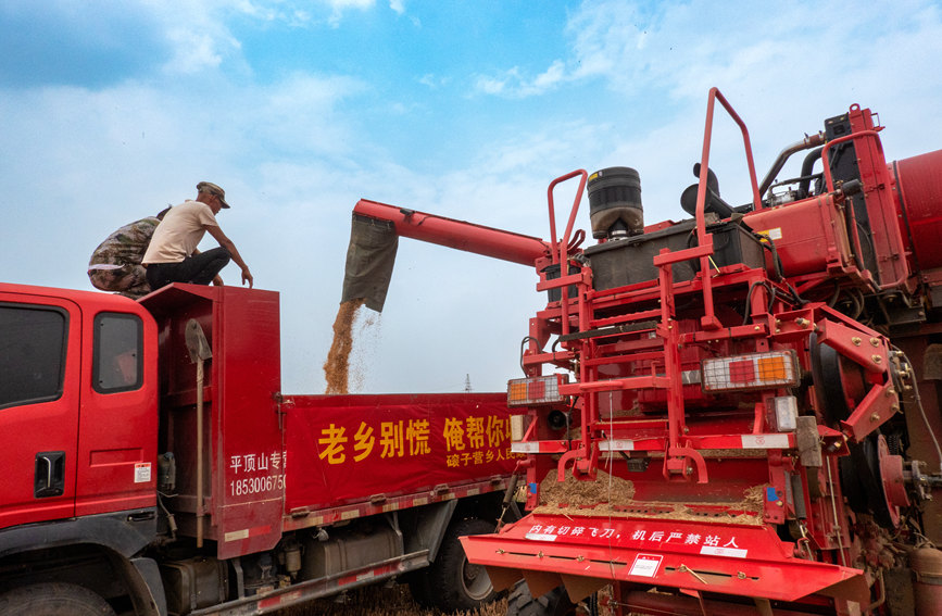 魯山縣組織多種形式的志愿隊(duì)伍，幫助困難群眾解決夏收夏種難題。葉全花攝